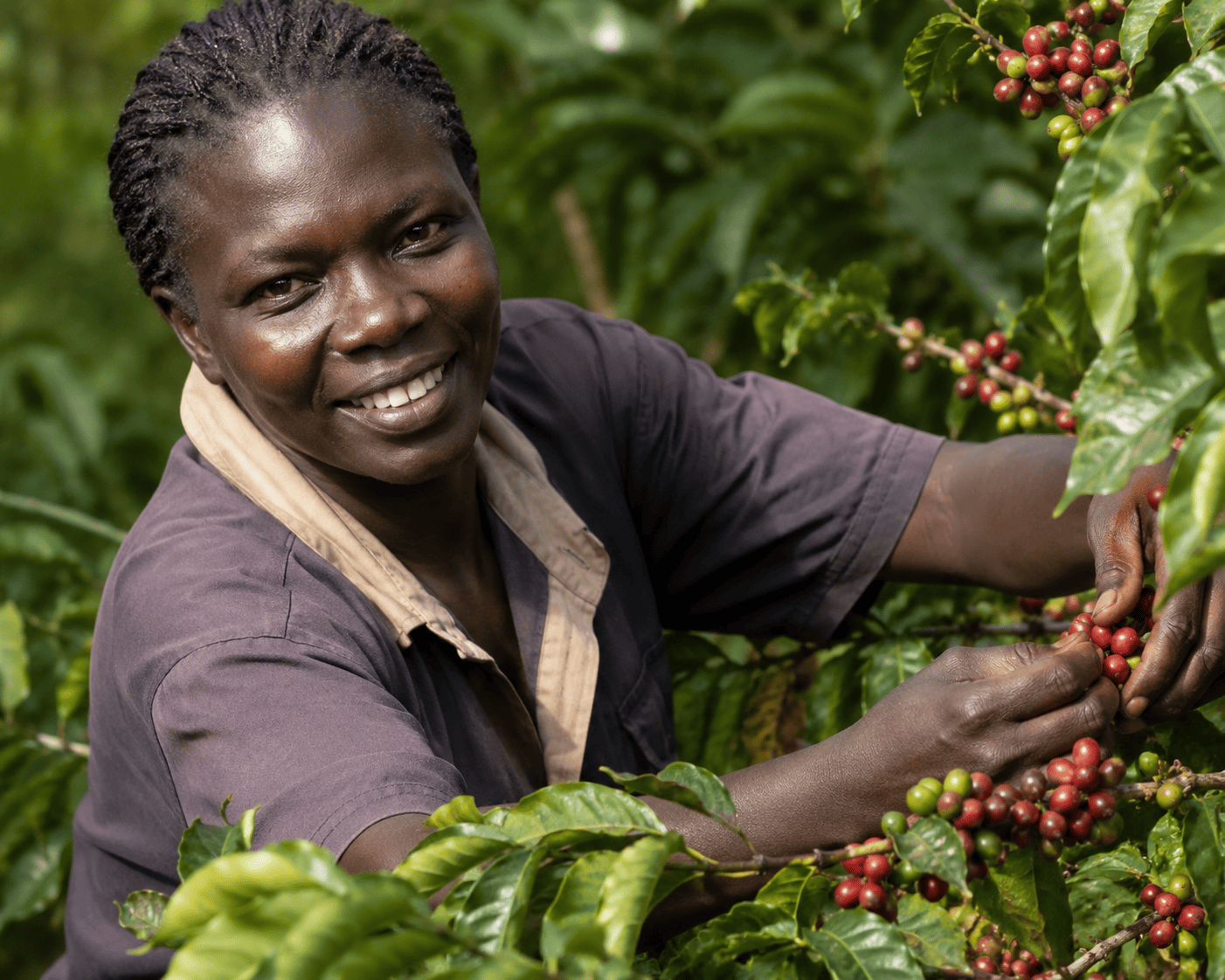 Coffee growing as one economic diversification pathway for interested creatives